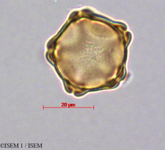 ISEM 1/Alnus_acuminata_29066/Alnus_acuminata_29066_0001(copy)_thumb.jpg
